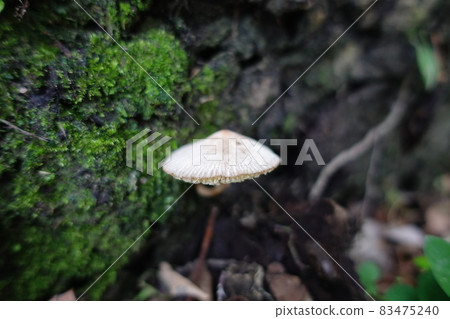 Wild mushroom 83475240