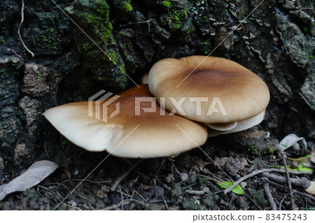 Wild mushroom Wild mushroom 83475243