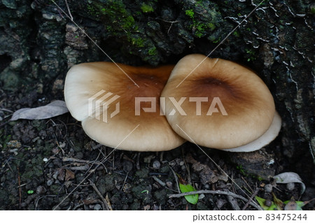 Wild mushroom 83475244