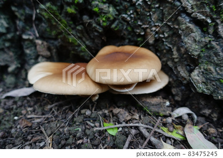 Wild mushroom 83475245