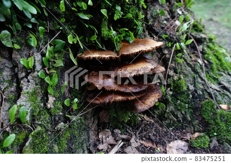 Wild mushroom Wild mushroom 83475251