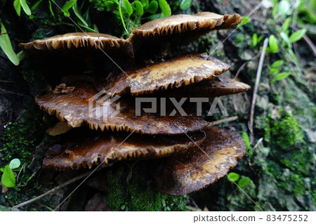 Wild mushroom 83475252