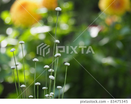 Small and pretty white flowers like sparklers 83475345