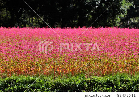 紅蕎麥麵的層次 Takamine Ruby Miyada Village Ruby Village 紅蕎麥麵的層次 Takamine Ruby Miyada Village Ruby Village 83475511