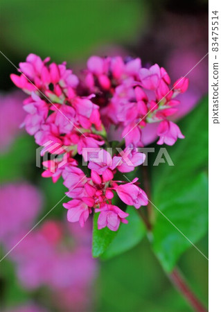 Red Soba Akasoba Takamine Ruby Miyada Village Ruby Village Red Soba Akasoba Takamine Ruby Miyada Village Ruby Village 83475514