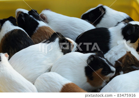 一群豚鼠 83475916