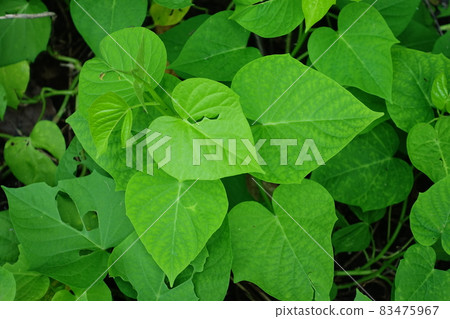 地瓜葉 地瓜葉 83475967