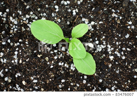 Chinese cabbage seedlings Chinese cabbage seedlings 83476007