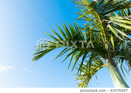 南部島嶼上的棕櫚樹和藍天 83476407