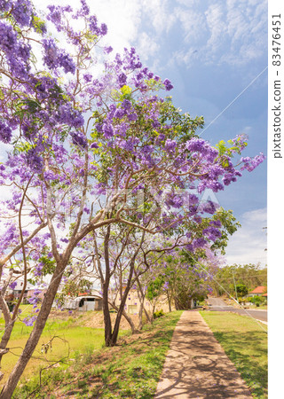 Jacaranda 83476451