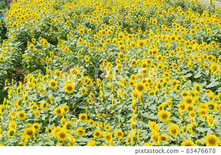 Sunflowers spread all over the screen Sunflowers spread all over the screen 83476678