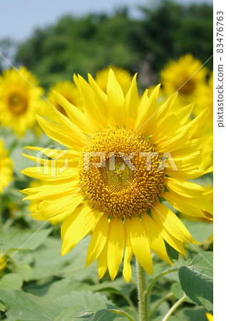 Do-up sunflower Do-up sunflower 83476763