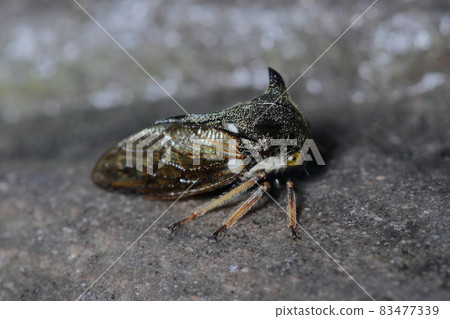 Treehopper 昆蟲 Komagane 高原 83477339