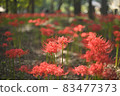 Cluster amaryllis Manju Saka 83477373