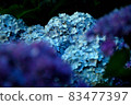 Hydrangea rainy season 83477397