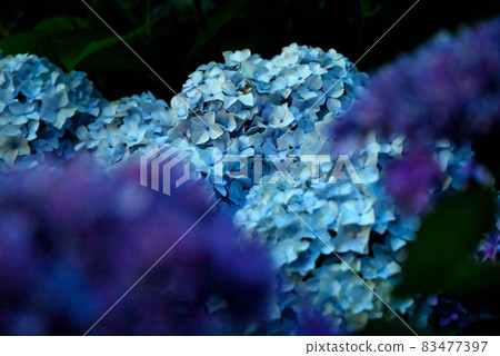 Hydrangea rainy season 83477397