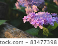 hydrangea   83477398