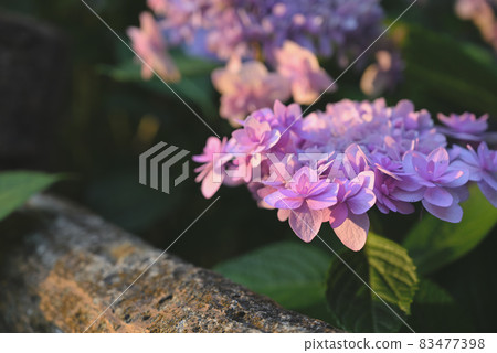hydrangea   83477398