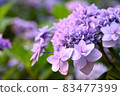 hydrangea   83477399