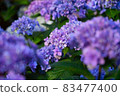 hydrangea   83477400