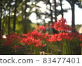 Cluster amaryllis Manju Saka 83477401