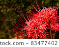 Cluster amaryllis Manju Saka 83477402