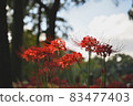 Cluster amaryllis Manju Saka 83477403