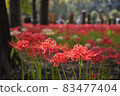 Cluster amaryllis Manju Saka 83477404