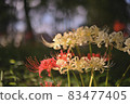 Cluster amaryllis Manju Saka 83477405