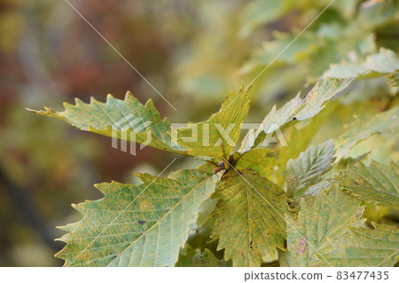 Autumn blue sky, red fruits and autumn leaves 83477435