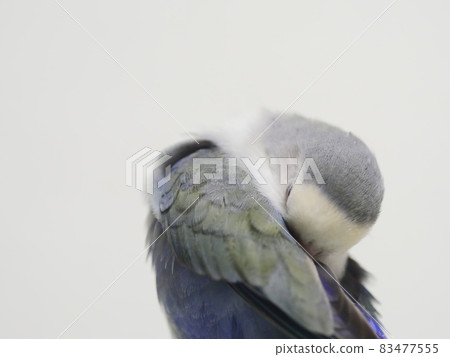 愛情鸚鵡 愛情鸚鵡 83477555