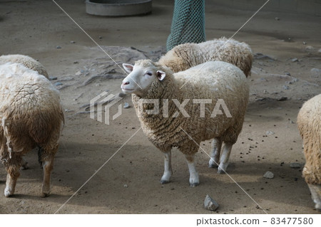 Satsukiyama Zoo A flock of sheep Satsukiyama Zoo A flock of sheep 83477580