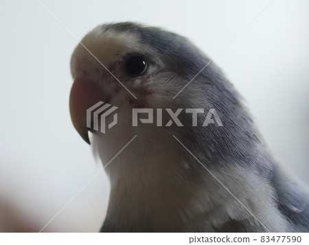 Violet Little Parrot Violet Little Parrot 83477590