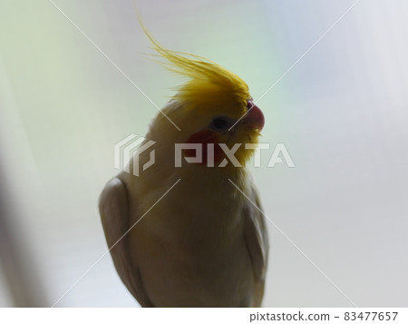 玄鳳 83477657