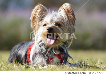 Yorkie resting on the grass in the park 83477770