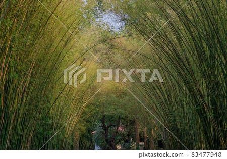 Nature landscape view of Tunnel bamboo with natural light. Nature landscape view of Tunnel bamboo with natural light. 83477948
