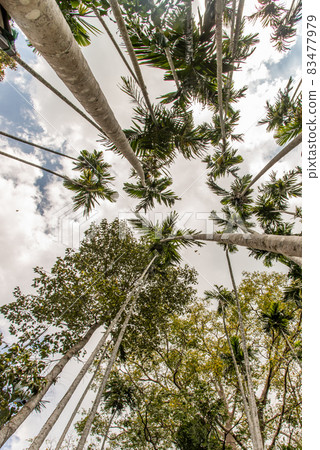A beautiful shot of a trees from the bottom up against the sky, Low angle shot. 83477979