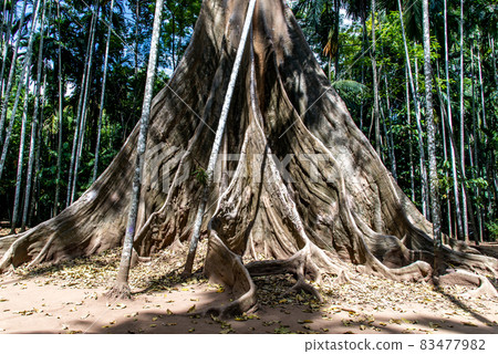 The image of The largest and highest giant tree in Ban Sanam of Uthai Thani Province, Thailand, Selective focus. The image of The largest and highest giant tree in Ban Sanam of Uthai Thani Province, Thailand, Selective focus. 83477982