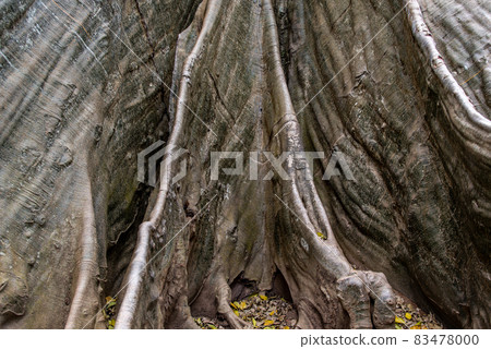 Details of The image of The largest and highest giant tree in Ban Sanam of Uthai Thani Province, Thailand, Selective focus. Details of The image of The largest and highest giant tree in Ban Sanam of Uthai Thani Province, Thailand, Selective focus. 83478000
