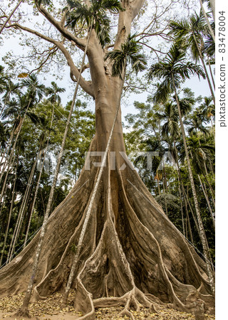 The image of The largest and highest giant tree in Ban Sanam of Uthai Thani Province, Thailand, Selective focus. The image of The largest and highest giant tree in Ban Sanam of Uthai Thani Province, Thailand, Selective focus. 83478004