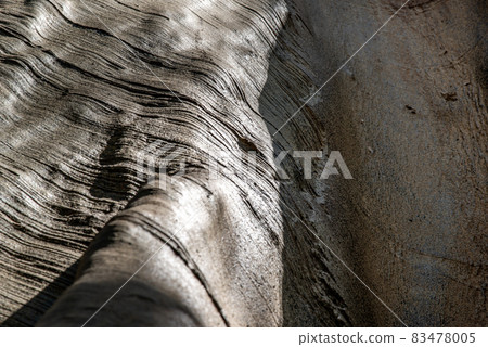 Details of The image of The largest and highest giant tree in Ban Sanam of Uthai Thani Province, Thailand, Selective focus. Details of The image of The largest and highest giant tree in Ban Sanam of Uthai Thani Province, Thailand, Selective focus. 83478005