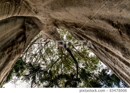 The image of The largest and highest giant tree in Ban Sanam of Uthai Thani Province, Thailand, shot from bottom up, Selective focus. The image of The largest and highest giant tree in Ban Sanam of Uthai Thani Province, Thailand, shot from bottom up, Selective focus. 83478006
