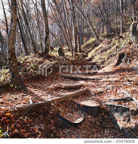 雛田山登山道 雛田山登山道 83478008