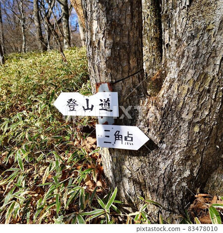 雛田山登山道 雛田山登山道 83478010