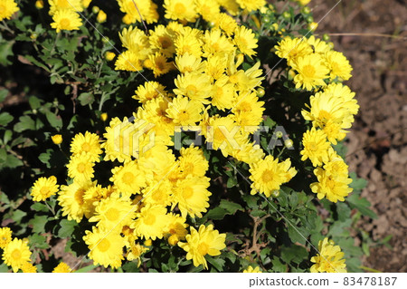 開花在秋天庭院裡的potmmum黃色花 開花在秋天庭院裡的potmmum黃色花 83478187