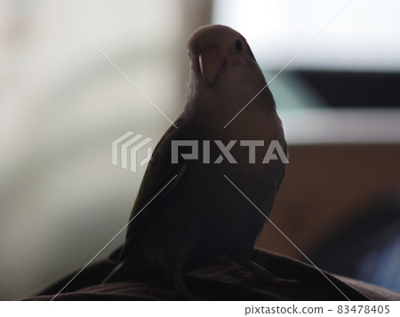 Violet Little Parrot Violet Little Parrot 83478405