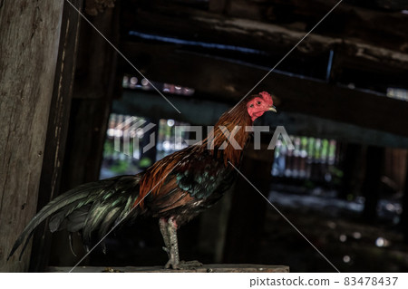 Colorful rooster or fighting cock in the temple. 83478437
