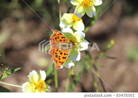 Comma sucking the nectar of winter cosmos flowers blooming in the autumn garden 83478501
