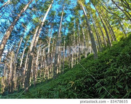 Forest belt on the Okuchausan mountain trail 83478635