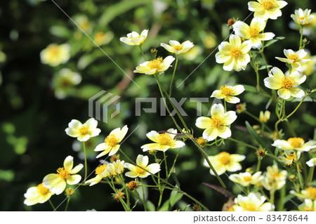 Yellow flowers of winter cosmos blooming in the autumn garden Yellow flowers of winter cosmos blooming in the autumn garden 83478644